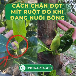 cach-chan-dot-mit-ruot-do-khi-dang-nuoi-bong