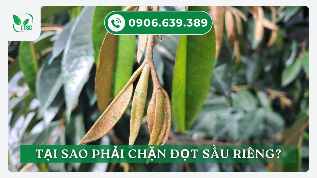 Kỹ thuật chặn đọt sầu riêng hiệu quả cao tai-sao-phai-chan-dot-sau-rieng