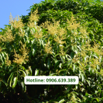 Cách Làm Bông Xoài Nghịch Vụ – Quy Trình 6 Giai Đoạn Không Thể Bỏ Qua