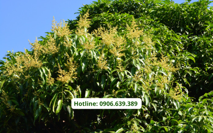 Cách Làm Bông Xoài Nghịch Vụ