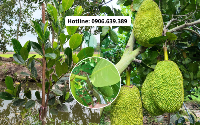 Cách Cắt Tỉa Mít Thái Theo 3 Giai Đoạn