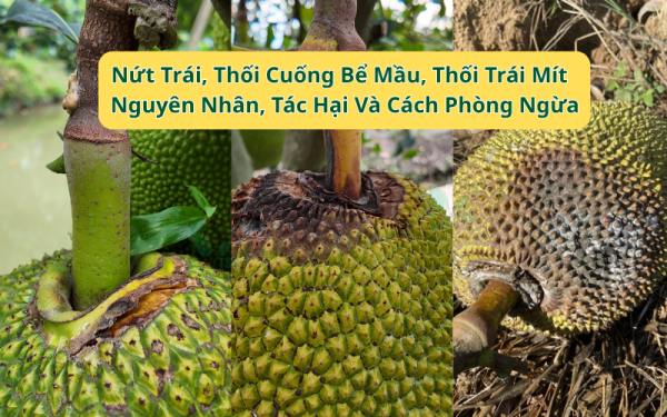 Nứt Trái, Nút Cuống, Bể Mầu, Thối Trái Trên Mít