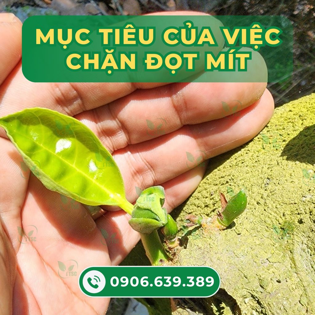 Cách chặn đọt mít ruột đỏ khi đang nuôi bông hiệu quả muc-tieu-cua-viec-chan-dot-mit