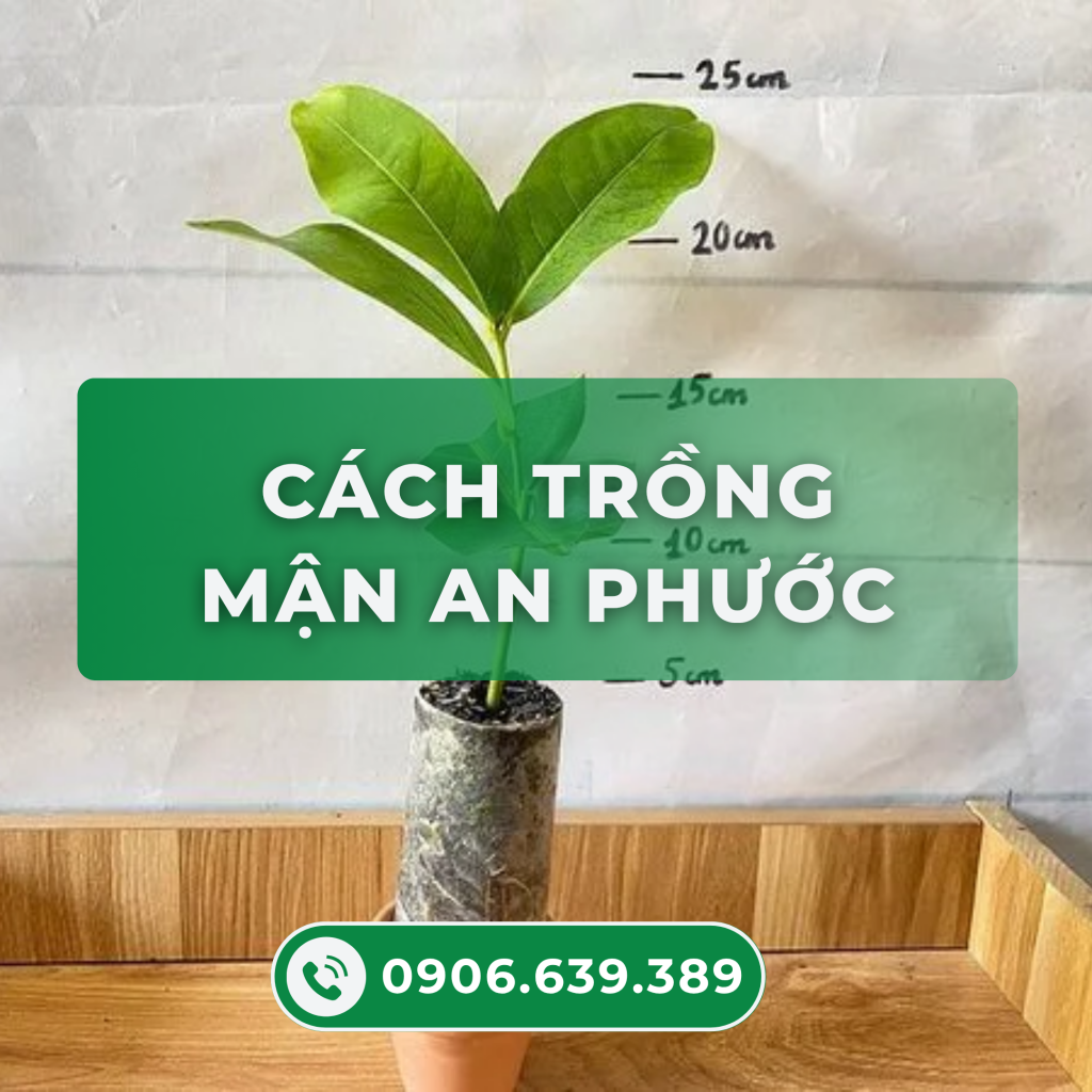 cach-trong-man-an-phuoc