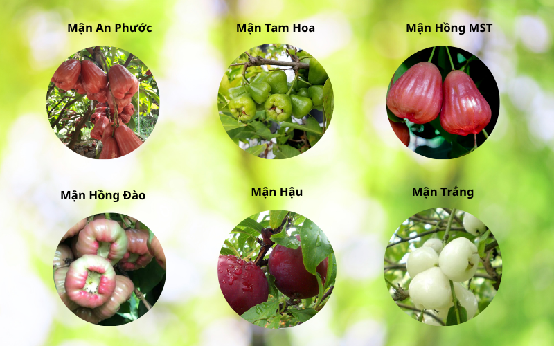 Kỹ Thuật Trồng Và Nuôi Trái Mận Hiệu Quả ky-thuat-trong-va-nuoi-trai-man-hieu-qua