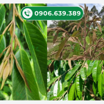 Kỹ thuật chặn đọt sầu riêng hiệu quả cao