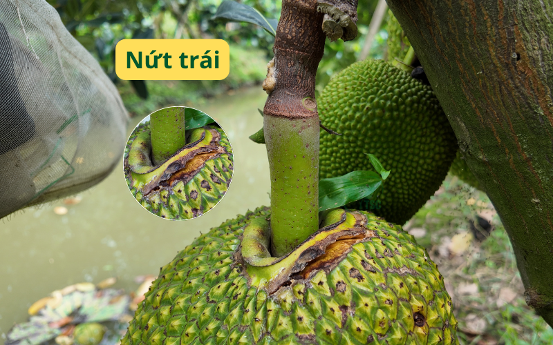 nut-trai-thoi-cuong-be-mau-thoi-trai-tren-mit