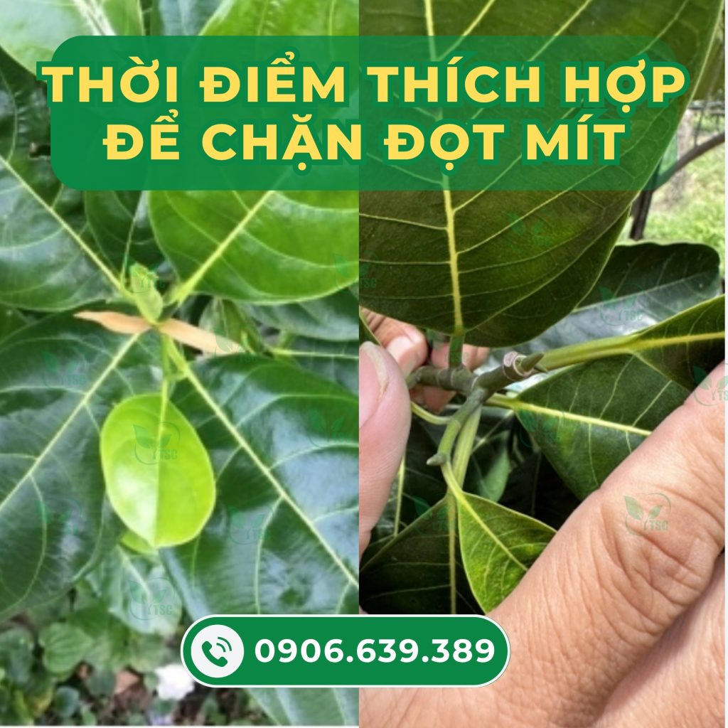 Cách chặn đọt mít ruột đỏ khi đang nuôi bông hiệu quả thoi-diem-thich-hop-de-chan-dot-mit