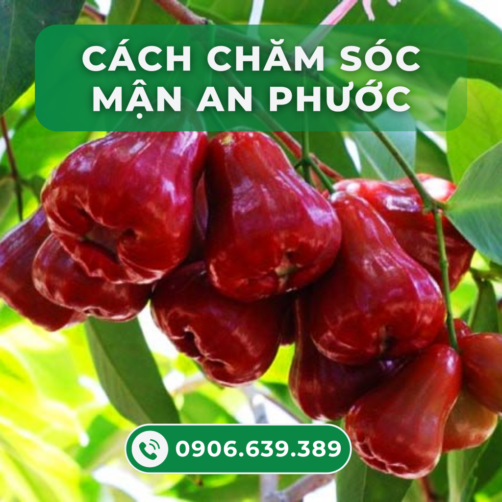 cach-cham-soc-man-an-phuoc