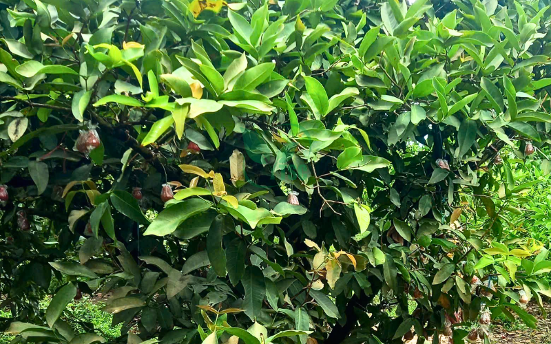 Kỹ Thuật Trồng Và Nuôi Trái Mận Hiệu Quả ky-thuat-trong-va-nuoi-trai-man-hieu-qua