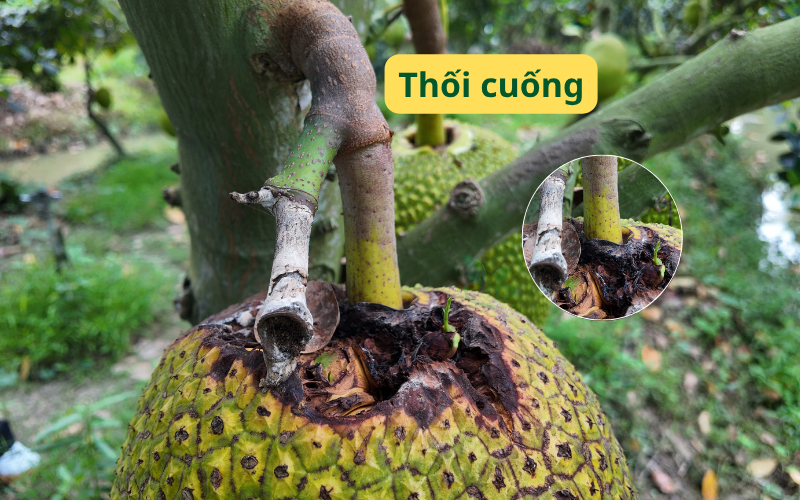 nut-trai-thoi-cuong-be-mau-thoi-trai-tren-mit
