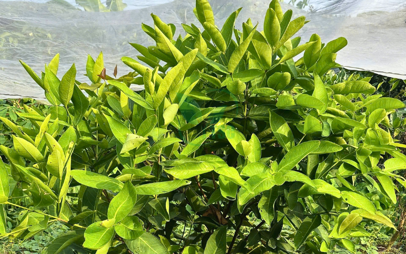 Kỹ Thuật Trồng Và Nuôi Trái Mận Hiệu Quả ky-thuat-trong-va-nuoi-trai-man-hieu-qua