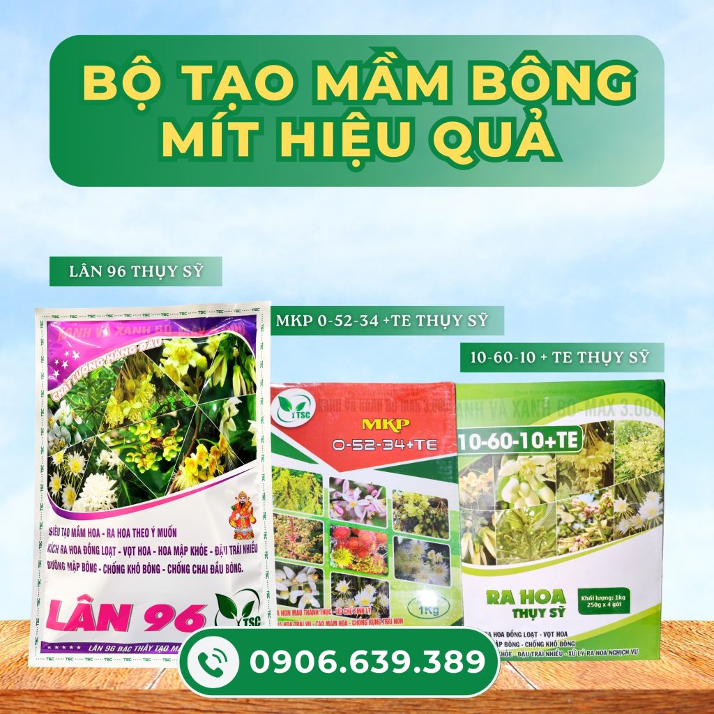 Cách chặn đọt mít ruột đỏ khi đang nuôi bông hiệu quả thuoc-chan-dot-mit-va-thuoc-tao-mam-mit-hieu-qua