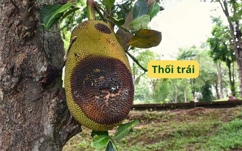nut-trai-thoi-cuong-be-mau-thoi-trai-tren-mit