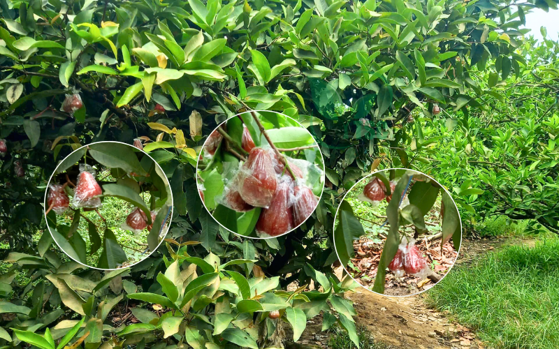 Kỹ Thuật Trồng Và Nuôi Trái Mận Hiệu Quả ky-thuat-trong-va-nuoi-trai-man-hieu-qua