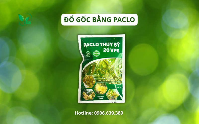 Cách Làm Bông Xoài Nghịch Vụ - Quy Trình 6 Giai Đoạn Không Thể Bỏ Qua cach-lam-bong-xoai-nghich-vu