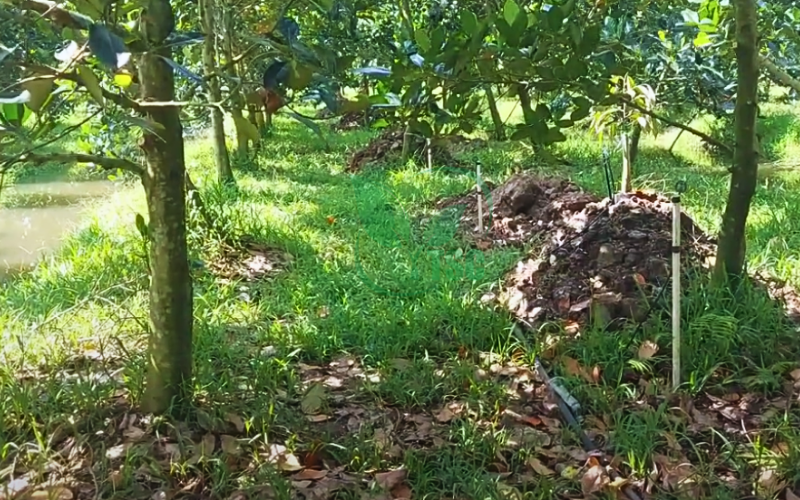 Cách Cắt Tỉa Mít Thái Theo 3 Giai Đoạn Phát triển Của Cây - Bà Con Nên Biết cach-cat-tia-mit-thai