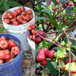 Kỹ Thuật Trồng Và Nuôi Trái Mận Hiệu Quả