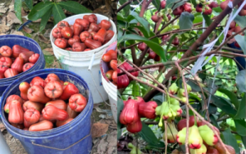 Kỹ Thuật Trồng Và Nuôi Trái Mận Hiệu Quả Kỹ Thuật Trồng Và Nuôi Trái Mận Hiệu Quả