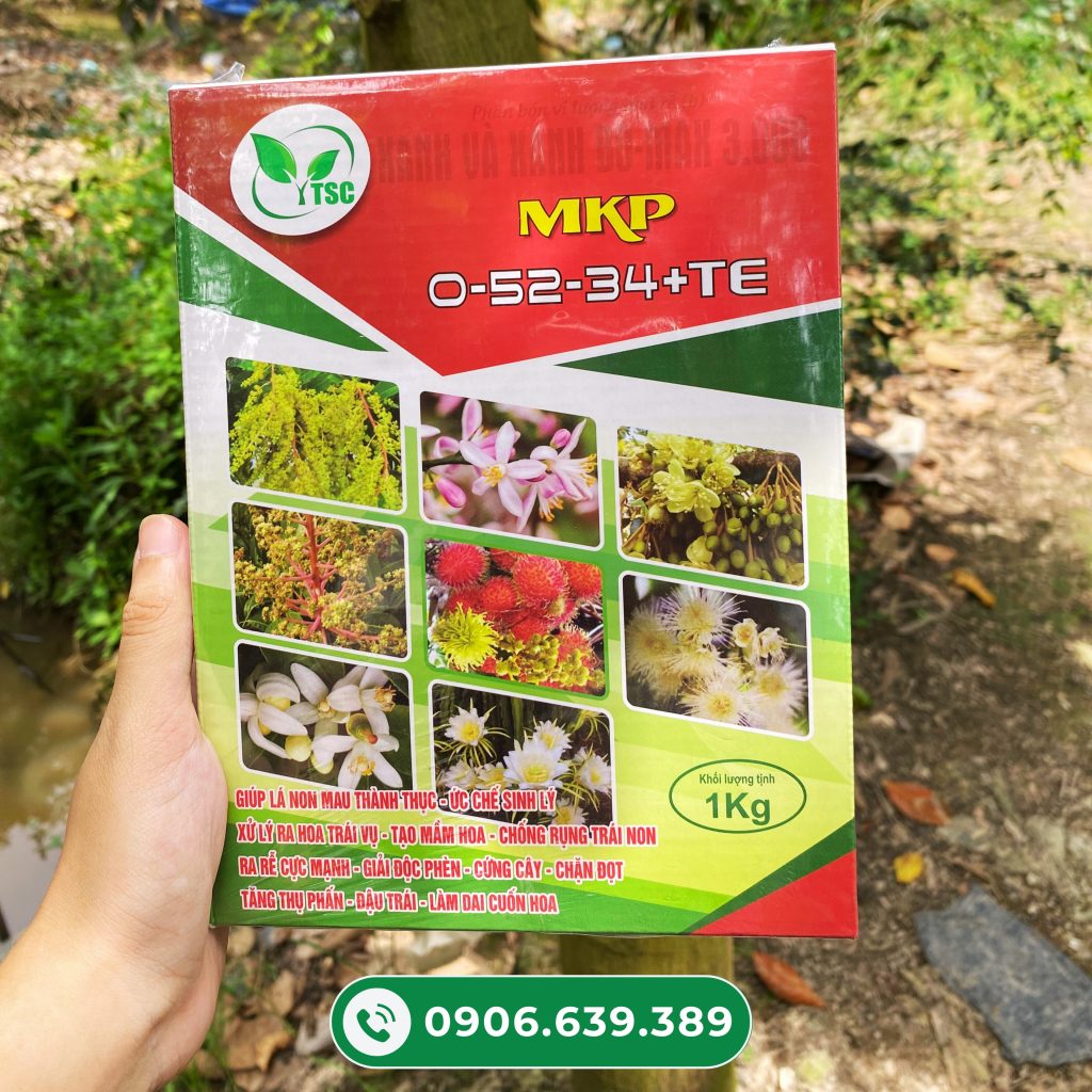 Kỹ thuật siêu kích bông mít ra hoa đồng đều, đậu trái cao mkp-0-52-34-thuy-sy