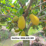 Có nên trồng mít ruột đỏ không ? Loại Mít Top 1 Thị Trường