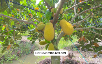 Có Nên Trồng Mít Ruột Đỏ Không