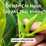 Có Nên Cắt Ngọn Cây Mít Thái Không? Một Loại Cây Được Ưa Chuộng Số 1 Hiện Nay