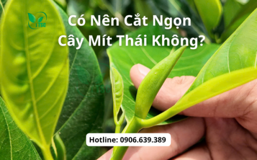 Có Nên Cắt Ngọn Cây Mít Thái Không?