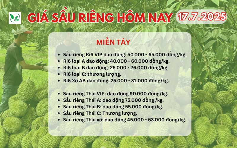 Cập Nhật Giá Sầu Riêng Hôm Nay 17/7/2025 Tại Các Khu Vực Trên Cả Nước gia-sau-rieng-hom-nay