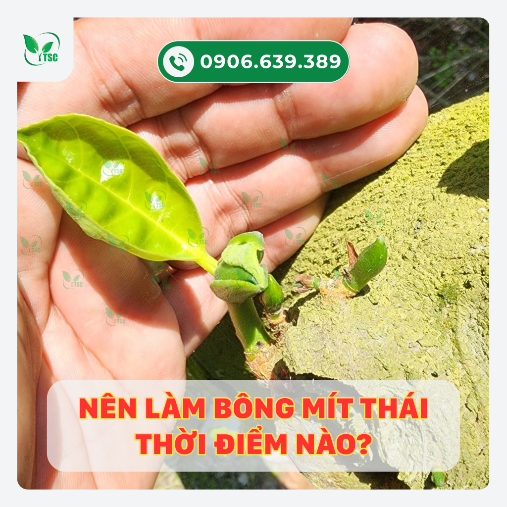 Cách làm bông Mít Thái nghịch vụ hiệu quả nen-lam-bong-mit-thai-nghich-vu-vao-thoi-diem-nao