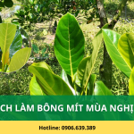 Bật Mí Cách Làm Bông Mít Mùa Nghịch Hiệu Quả Chỉ Với 2 Bước Tạo Mầm