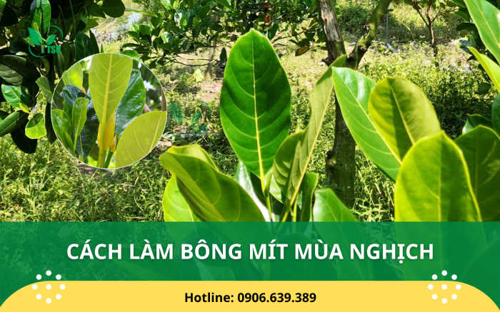 Cách Làm Bông Mít Mùa Nghịch Hiệu Quả
