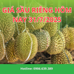 CẬP NHẬT GIÁ SẦU RIÊNG HÔM NAY 31/7/2025 – Giá sầu riêng vẫn còn biến động, chưa ổn định lại