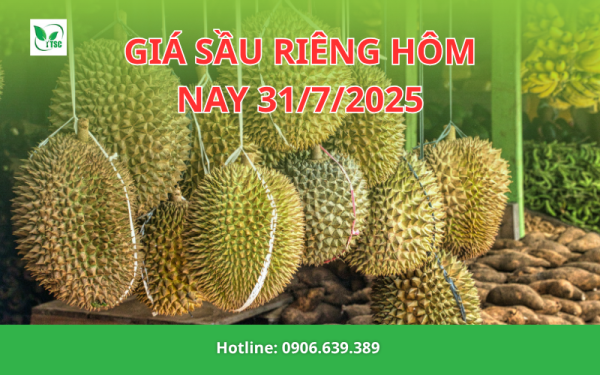 Cập Nhật Giá Sầu Riêng Hôm Nay 31/7/2025