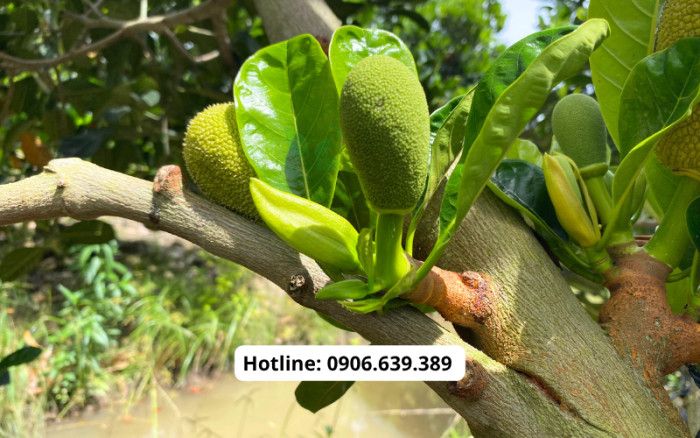 Kỹ Thuật Làm Bông Mít Ruột Đỏ Hiệu Quả