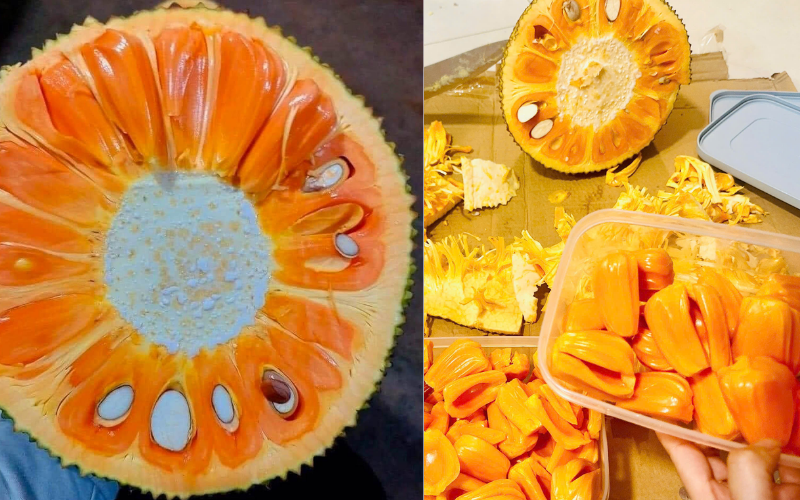 Có nên trồng mít ruột đỏ không ? Loại Mít Top 1 Thị Trường có-nen-trong-mit-ruot-do-khong