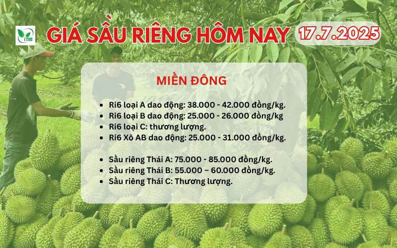 Cập Nhật Giá Sầu Riêng Hôm Nay 17/7/2025 Tại Các Khu Vực Trên Cả Nước gia-sau-rieng-hom-nay