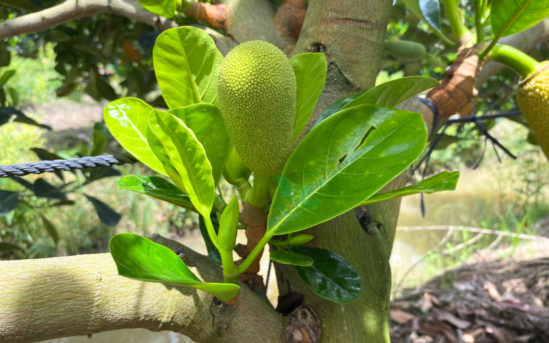 cach-lam-bong-mit-mua-nghich