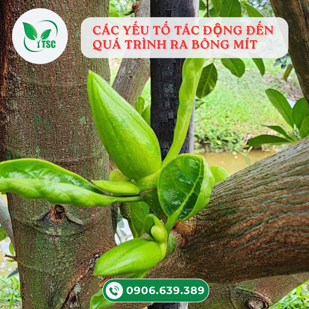 Kỹ thuật siêu kích bông mít ra hoa đồng đều, đậu trái cao cac-yeu-to-anh-huong-den-qua-trinh-lam-bong-mit