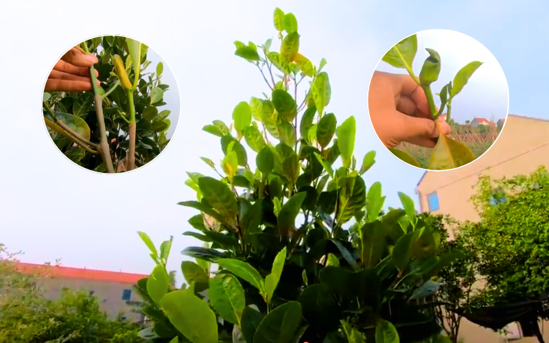 Có Nên Cắt Ngọn Cây Mít Thái Không? Một Loại Cây Được Ưa Chuộng Số 1 Hiện Nay co-nen-cat-ngon-cay-mit-thai-khong