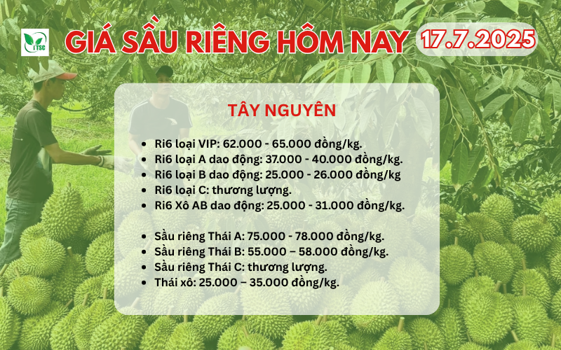 Cập Nhật Giá Sầu Riêng Hôm Nay 17/7/2025 Tại Các Khu Vực Trên Cả Nước gia-sau-rieng-hom-nay