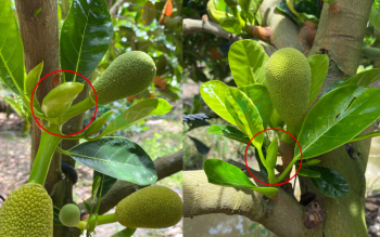 Kỹ thuật làm bông mít ruột đỏ tơ khu vực miền Tây Kỹ Thuật Làm Bông Mít Ruột Đỏ Hiệu Quả