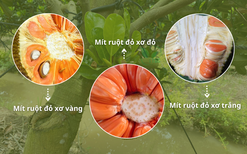 Có nên trồng mít ruột đỏ không ? Loại Mít Top 1 Thị Trường có-nen-trong-mit-ruot-do-khong