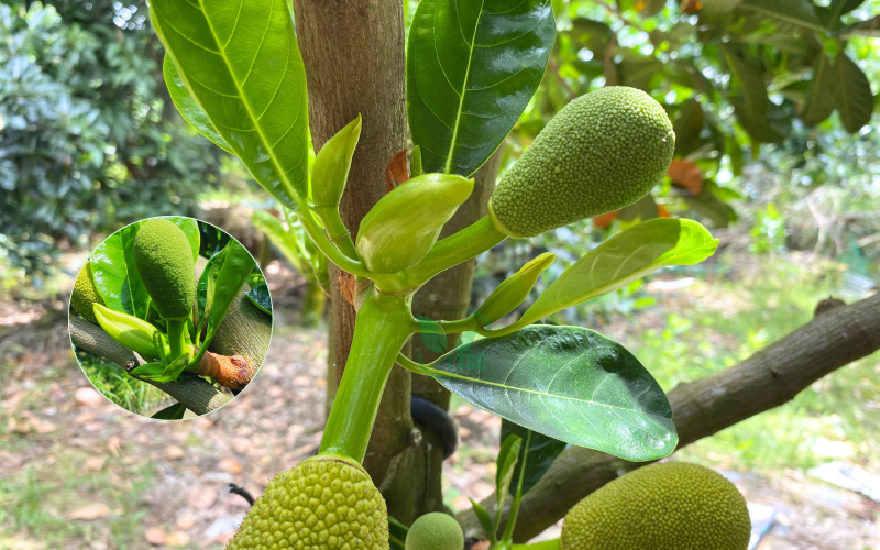 cach-lam-bong-mit-mua-nghich