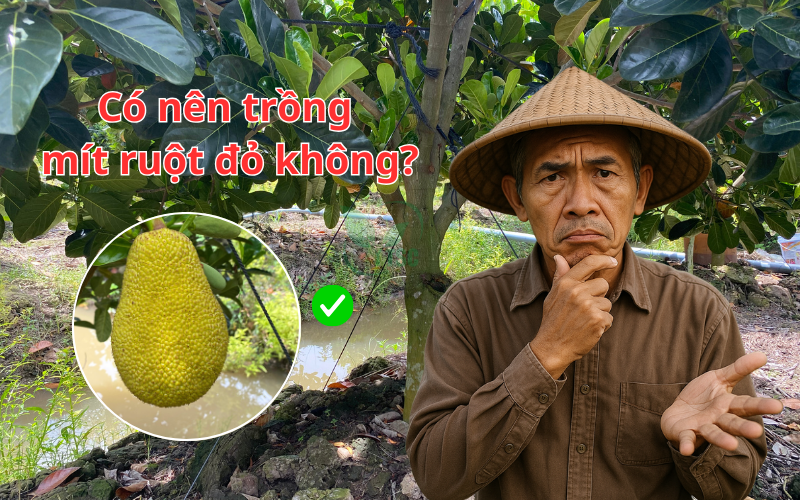 Có nên trồng mít ruột đỏ không ? Loại Mít Top 1 Thị Trường có-nen-trong-mit-ruot-do-khong