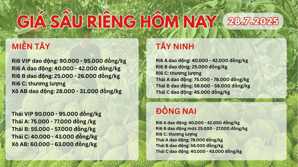 gia-sau-rieng-hom-nay