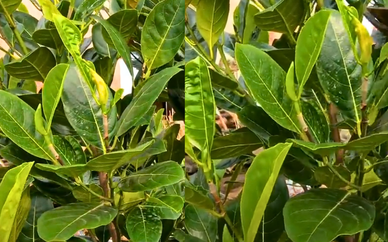 Có Nên Cắt Ngọn Cây Mít Thái Không? Một Loại Cây Được Ưa Chuộng Số 1 Hiện Nay co-nen-cat-ngon-cay-mit-thai-khong