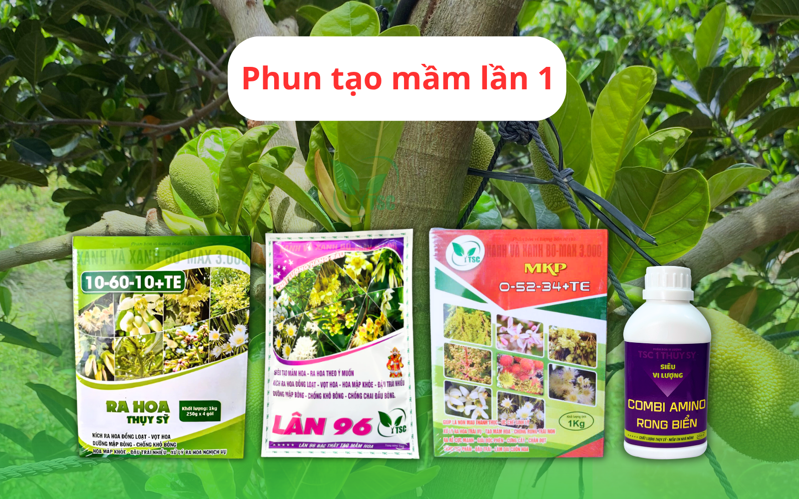 Bật Mí Cách Làm Bông Mít Mùa Nghịch Hiệu Quả Chỉ Với 2 Bước Tạo Mầm cach-lam-bong-mit-mua-nghich