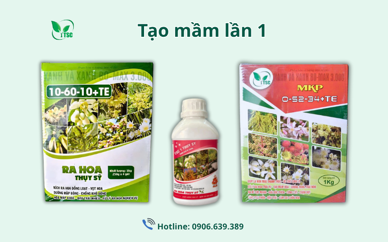 Bật Mí Kỹ Thuật Làm Bông Mít Ruột Đỏ Từ A-Z ky-thuat-lam-bong-mit-ruot-do
