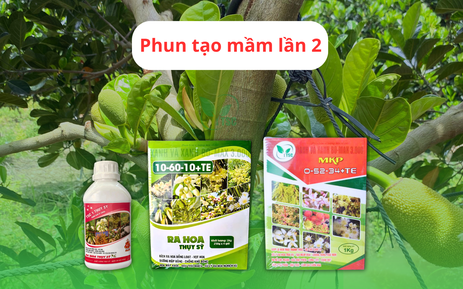 Bật Mí Cách Làm Bông Mít Mùa Nghịch Hiệu Quả Chỉ Với 2 Bước Tạo Mầm cach-lam-bong-mit-mua-nghich